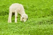 Baby sheep in a pasture of green grass