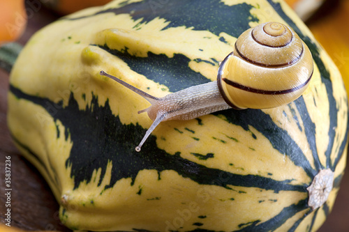 Foto: Schnecke und Kürbis Schnecke und Kürbis