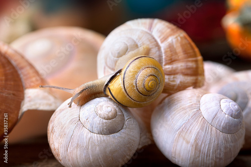 Foto: Schnecke und Schnecknhäuser Schnecke und Schnecknhäuser