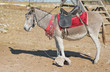Cute dozing donkey in waiting for tourists.