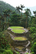 Ceremonial terraces with Frog Stone, Ciudad Perdida Colombia