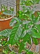 Guarana plant Guarana plant