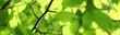 licht im baum