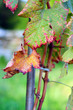 vines with leaves turning red in autumn