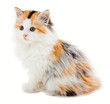 Kitty isolated on white Kitty isolated on white