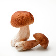 funghi porcini freschi