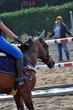 Foto: cavallo pronto al salto cavallo pronto al salto
