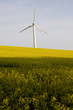 Photo: Windmill and rape field Windmill and rape field