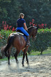 Foto: cavallo al trotto cavallo al trotto