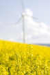Photo: Windmill and rape field Windmill and rape field