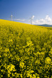 Photo: Windmill and rape field Windmill and rape field