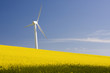 Photo: Windmill and rape field Windmill and rape field
