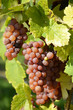 grappe de raisins