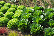 culture de salades