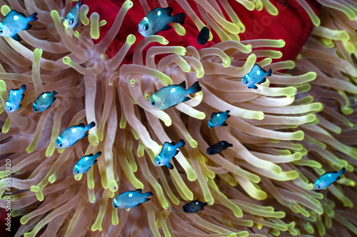 Photo: Damselfishes over sea anemone. Damselfishes over sea anemone.