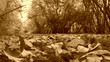 Autumn leaves sepia.