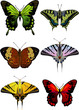 Set of different multicolored butterflies