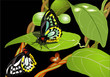 Vector butterflies