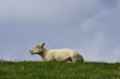 Photo: Schaf auf Deich liegend Schaf auf Deich liegend