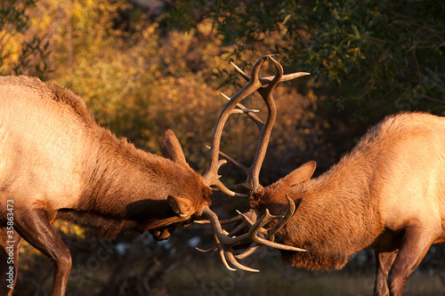 Photo: Sparring Bull Elk 82 Sparring Bull Elk 82