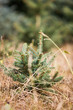 Junger Baum
