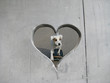 hund skatet