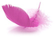 Pink Feather in soft-focus view.