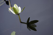 Photo: Water Lily Water Lily