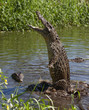 Attack crocodile