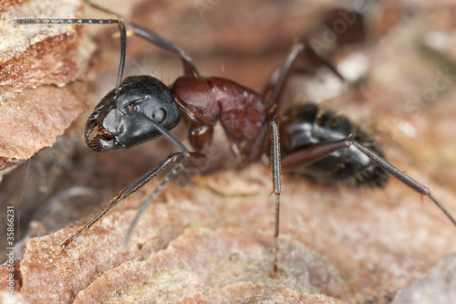 Foto: Macro photo of a Carpenter ant Macro photo of a Carpenter ant