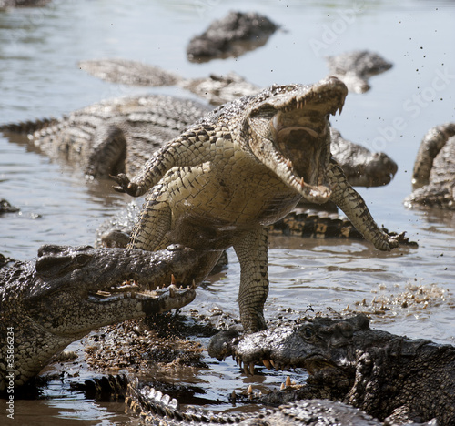 Photo: Attack crocodile Attack crocodile