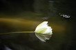 Photo: Water Lily Water Lily