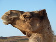 Camel Dromedar Protrait, Head