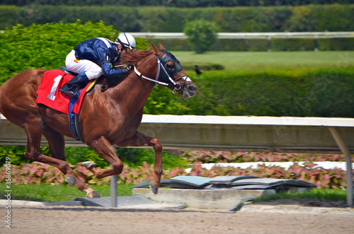 Foto: Two Year Old Race Horse Two Year Old Race Horse