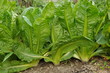 chicorée witloof