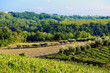 Panorama ulivi