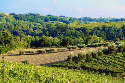 Foto: Panorama ulivi Panorama ulivi