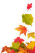 Photo: Herbstlaub 1 Herbstlaub 1