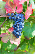 Grappe de raisin