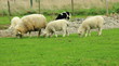 Mother with her Two Lambs