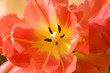 Inside a bud of the tulip flower