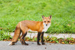 Renard