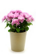 Chrysanthemum in ceramic pot