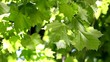 Sycamore