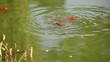 fish and lake