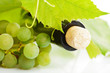 Wine and grape isolated Wine and grape isolated