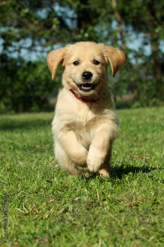 Photo: Puppy running in a garden Puppy running in a garden