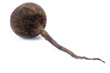 black radish
