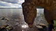 Dinosaur Argentinosaurus drinking closeup Dinosaur Argentinosaurus drinking closeup