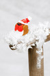 Photo: Robin On Spade Handle Robin On Spade Handle